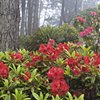 Misty Rhododendrons