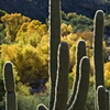 December in Sabino Canyon, Tucson, AZ