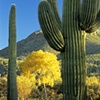 Change of Seasons, Sabino Canyon, Tucson, AZ