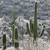 Winter Morning, Tucson, AZ