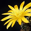 Yellow Blooming Cactus Flower