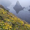 Coastal Flowers and Fog