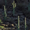 Saguaros in Shadows, Catalina State Park, Tucson, AZ