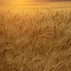 Palouse Wheat Field