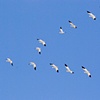 Snow Geese Flying V-Formation