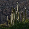 First Morning Light, Catalina State Park, Tucson, AZ