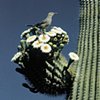 Arizona Spring, Saguaro National Park  West, Tucson, AZ