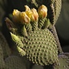 Early Buds, Prickly Pear Cactus