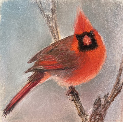 A beautiful red bird with a sparkly winter background.