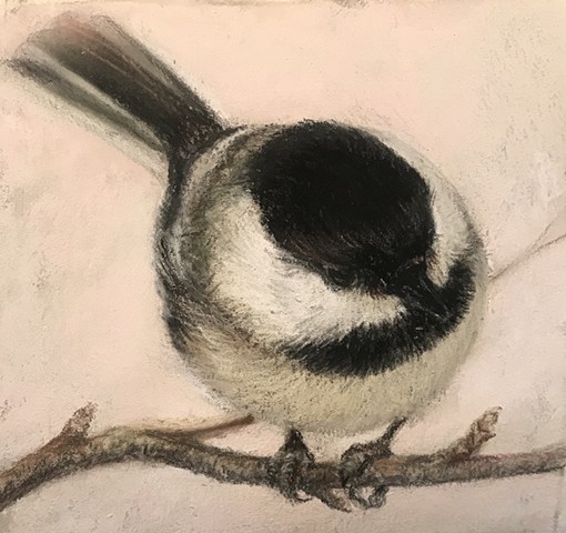 This fat, round little chickadee makes me smile.