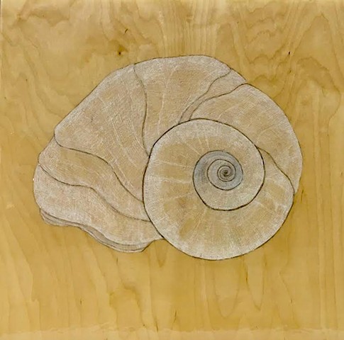 luna snail (white)