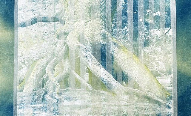 Neagari Matsu Pine Tree Raised Roots Pine 3, Kenroku-en Garden, Kanazawa, Japan