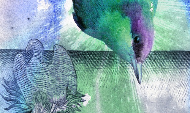 Brown-headed Nuthatch and Common Vetch (detail)