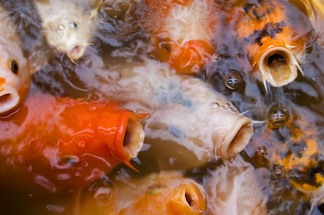Carp wait with open mouths to be fed in a crowded pond photographed by Lucy Mueller