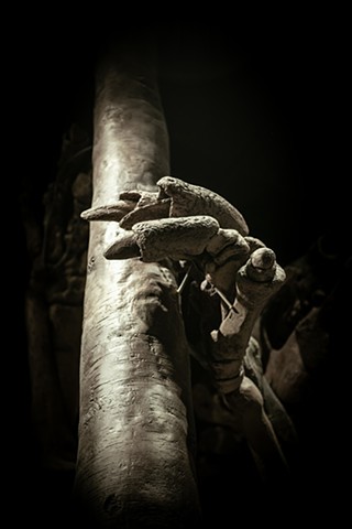 the bones of a giant sloth hand photographed by Lucy Mueller