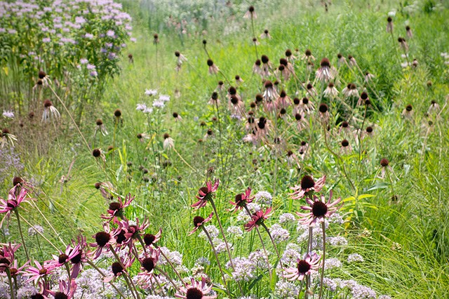 Lurie Garden