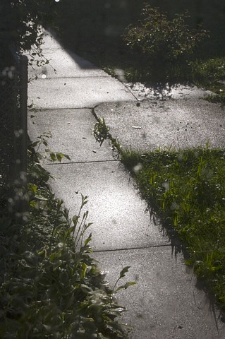 A concrete walkway shining after a summer's rain photographed by lucy mueller