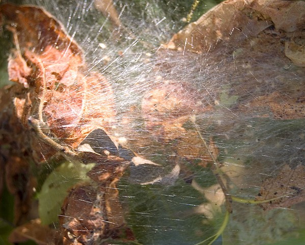 Insect built web with sun shining through by Lucy Mueller