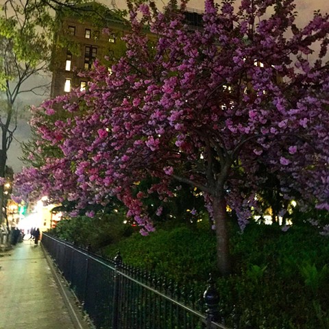 New York, New York (Flowering Tree, Washington Square Park), 2019