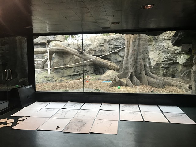 Tropical Forest Gorilla Habitat at Franklin Park Zoo 