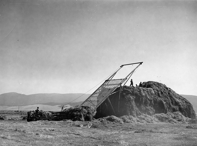 Stacking hay in the Big Hole Valley, Beaverhead County, MT