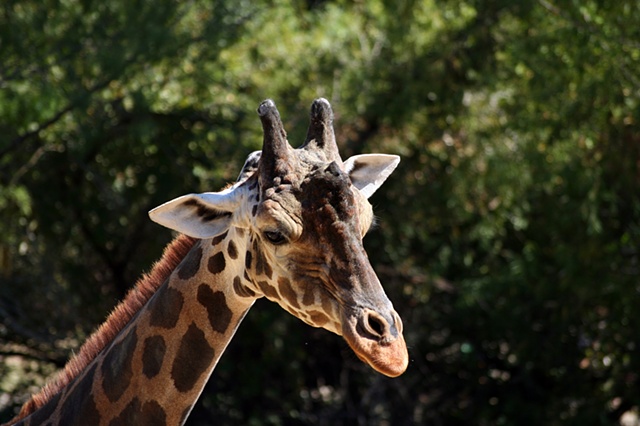 giraffe 2010