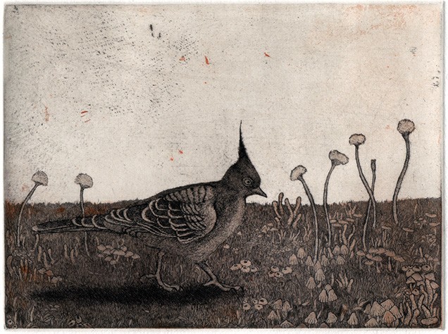 bird, crested pigeon etching aquatint