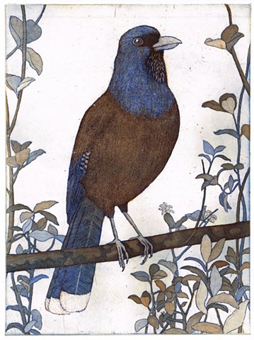 etching and aquatint  bird