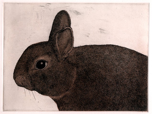 Rabbit etching and aquatint