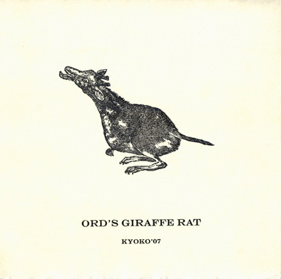Ord's Giraffe Rat