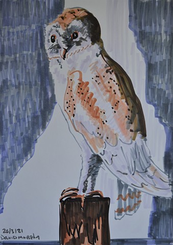 owl, drawing, markers, artwork, David Murphy, contemporary, Ireland, Irish