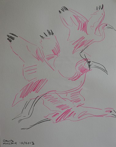 Flight of Birds No. 1, 2013, coloured pencils, drawing, david murphy