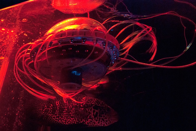 Aqua001.c02: Robotic Pig Heart-jellyfish [2009] by Doo Sung Yoo