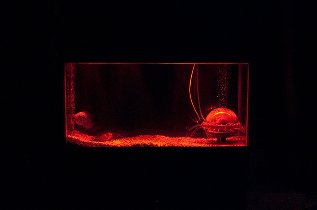 Aqua001.c02: Robotic Pig Heart-jellyfish [2009] by Doo Sung Yoo