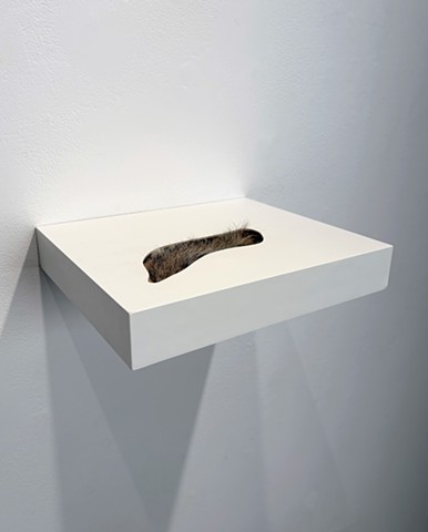 Untitled (Squirrel Tail)