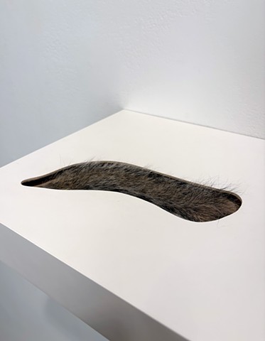 Untitled (Squirrel Tail)