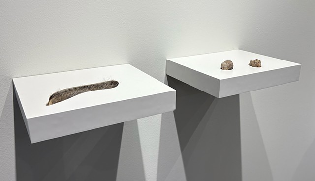 Untitled (Shelf Investigations)
