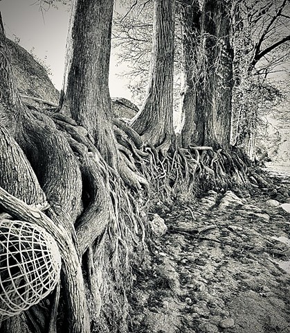 Cypress Roots along the Medina River (Bandera, TX)
