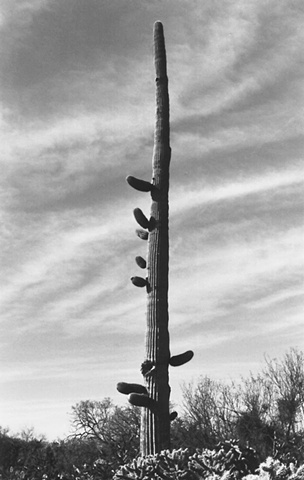 Saguaro with Ten Little Arms