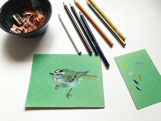 Taking advantage of some colored scrap paper to draw this Yellow-Crowned Kinglet