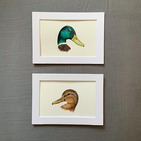 A commissioned lady duck to match the male Mallard to make a lovely set of two