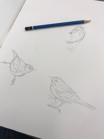 Process picture of my Black and White Warbler painting during my Penland School of Craft Winter Residency 2019