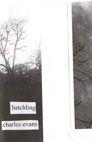hatchling