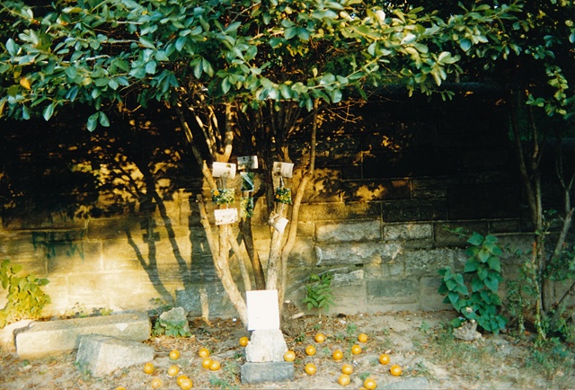 the orange tree
