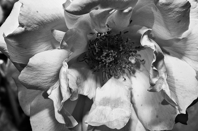 Dying Rose in Black and White