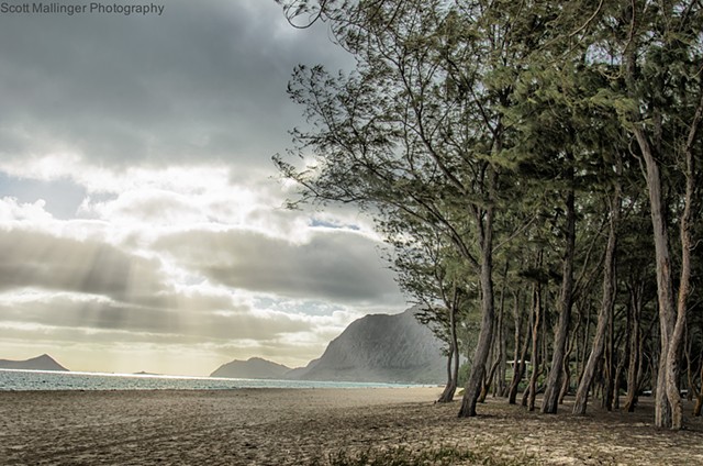 Tree Lined Beach on O'ahu