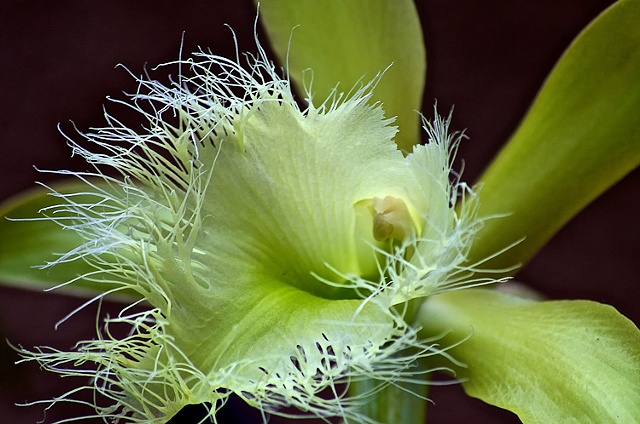 Closeup of exotic plant, Longwood Gardens, PA