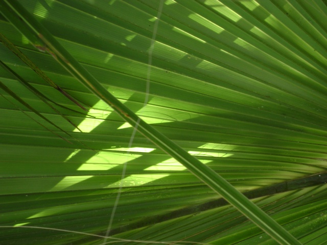 Bermuda Palm