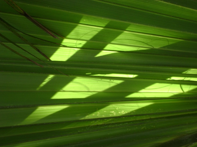Bermuda Palm II
