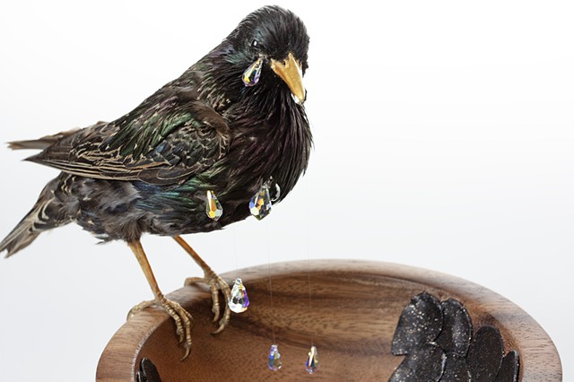 Taxidermy Art by Karley Feaver